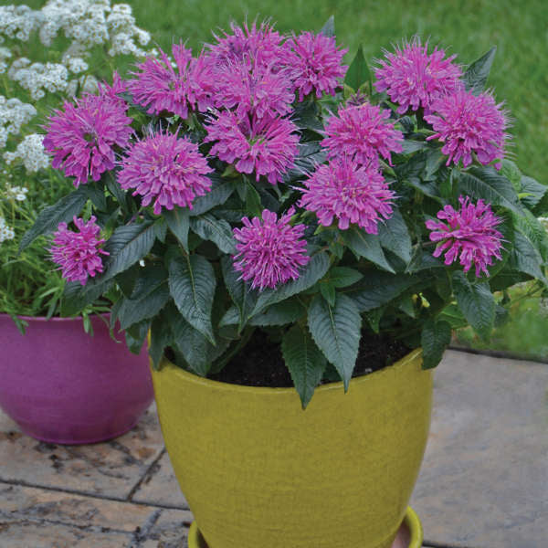 Proven Winners Pardon My Purple Monarda Quart