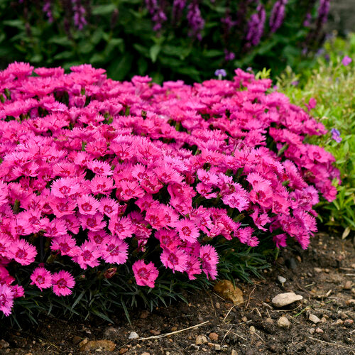 Proven Winners 'Paint the Town Fancy' Pinks Dianthus Quart