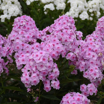 Proven Winners Phlox paniculata 'Opalescence' Quart