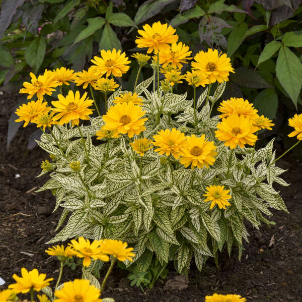 Proven Winners Bit of Honey Heliopsis Quart