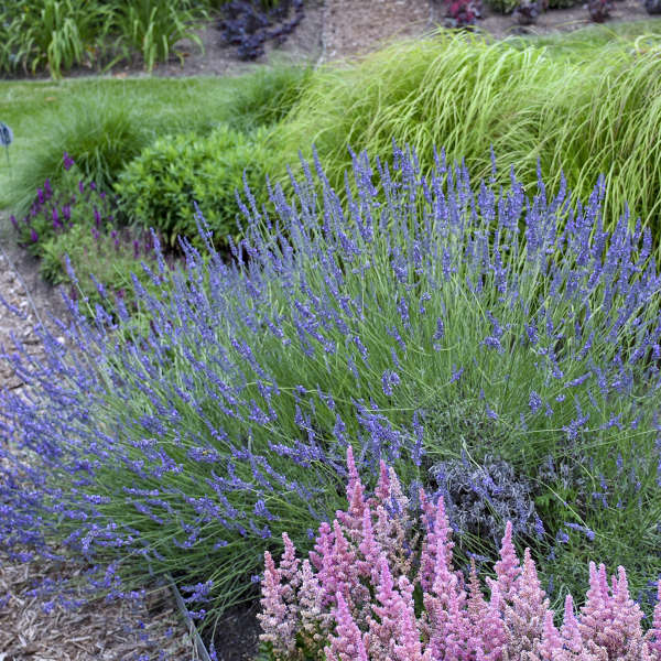 Walter's Gardens Phenomenal Lavender Quart