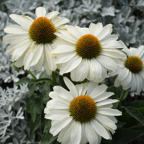 Proven Winners Color Coded® 'The Price is White' Echinacea