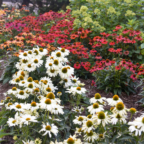 Proven Winners Color Coded® 'The Price is White' Echinacea