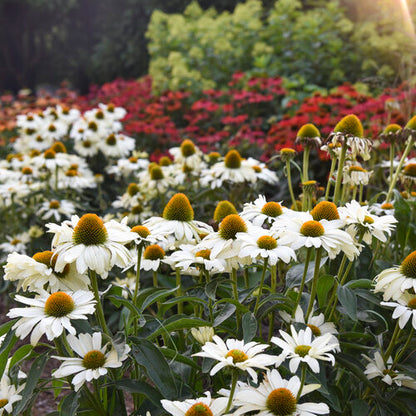 Proven Winners Color Coded® 'The Price is White' Echinacea