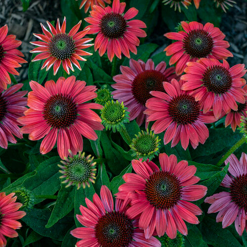 Proven Winners Summersong™ Firefinch™ Coneflower Quart