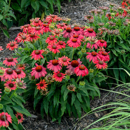 Proven Winners Summersong™ Firefinch™ Coneflower Quart