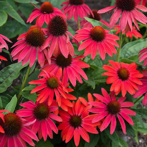 Proven Winners Summersong™ Firefinch™ Coneflower Quart