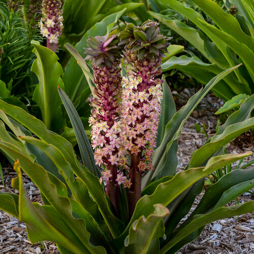 Proven Winners Crowning Glory™ 'Princess Bride' Pineapple Lily Quart