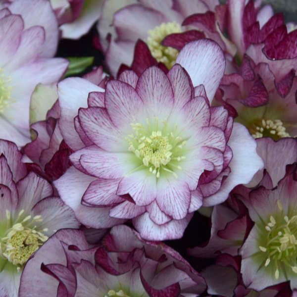 Walter's Gardens Helleborus Blushing Bridesmade