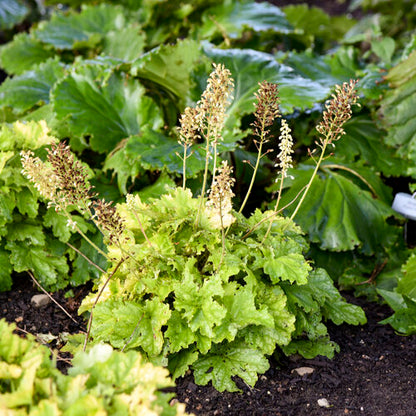 Proven Winners Dressed Up® 'Ball Gown' Heuchera