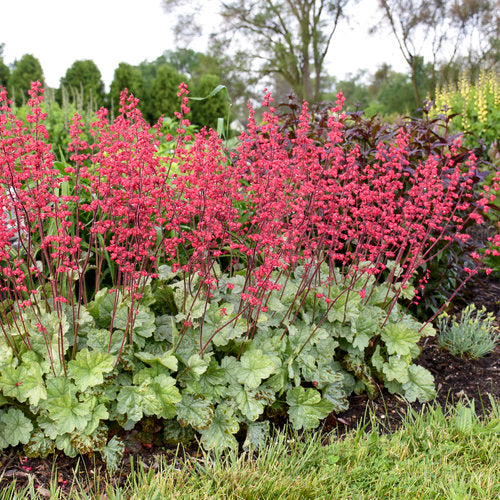 Proven Winners Dolce® 'Spearmint' Heuchera