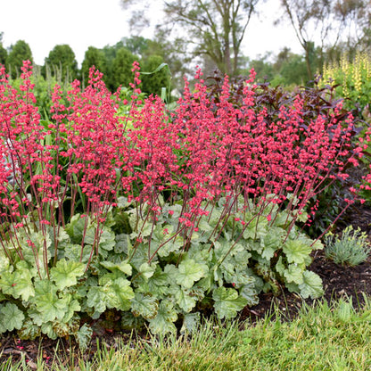 Proven Winners Dolce® 'Spearmint' Heuchera