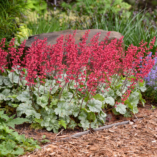 Proven Winners Dolce® 'Spearmint' Heuchera