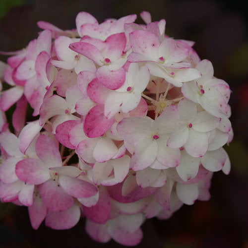 Proven Winners Fire Light Tidbit® Panicle Hydrangea Quart