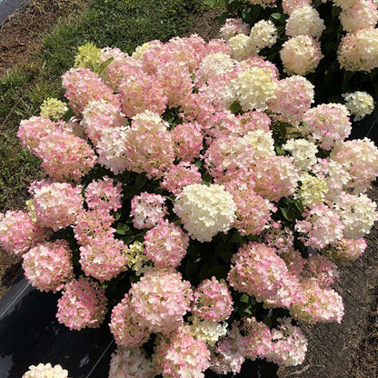 Proven Winners Fire Light Tidbit® Panicle Hydrangea Quart