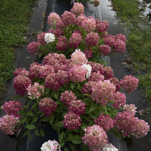 Proven Winners Fire Light Tidbit® Panicle Hydrangea Quart