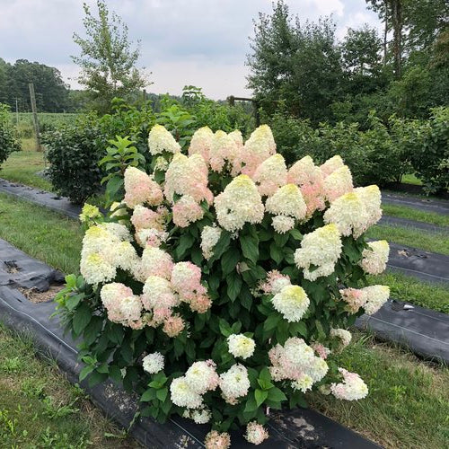 Proven Winners Quick Fire Fab® Panicle Hydrangea Quart