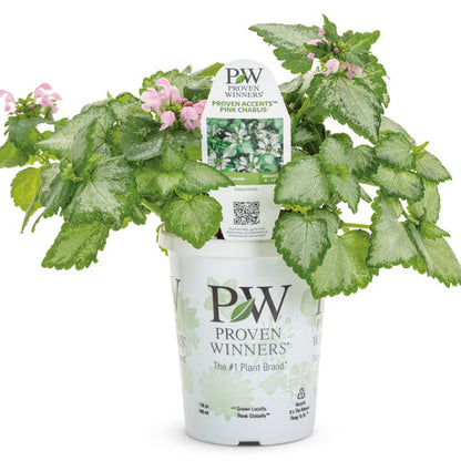 Proven Winners Pink Chablis® Dead Nettle