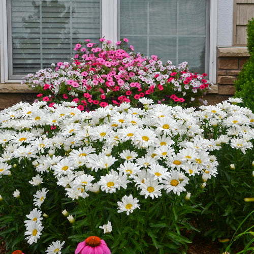 Proven Winners Amazing Daisies® Daisy May® Shasta Daisy Quart