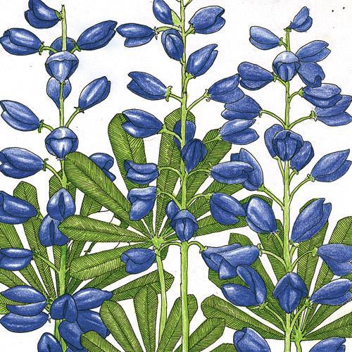 Lupine, Perennial (lb)