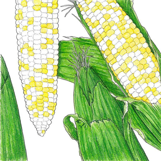 Who Gets Kissed Corn Seeds (Organic)