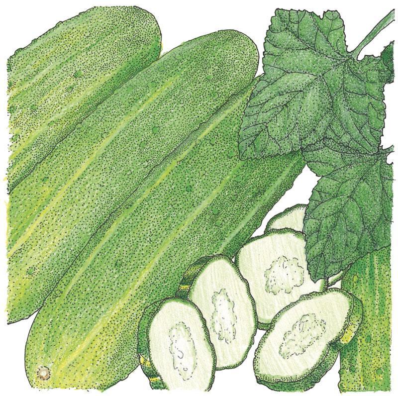 National Pickling Cucumber Seeds (Organic)