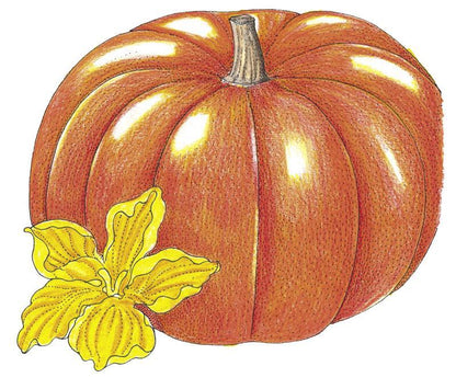 Cinderella Pumpkin Seeds (Organic)
