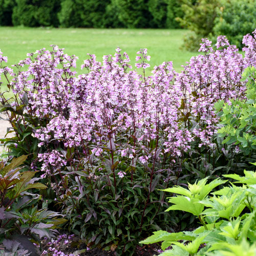 Proven Winners 'Midnight Masquerade' Penstemon (Beardtongue) Quart