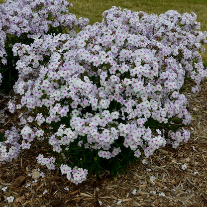 Proven Winners Phlox 'Opening Act Pink-a-Dot'