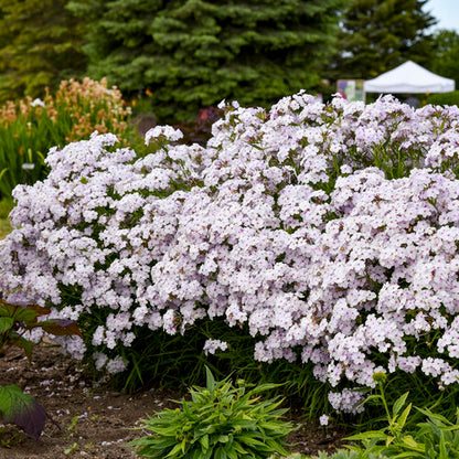 Proven Winners Phlox 'Opening Act Pink-a-Dot'