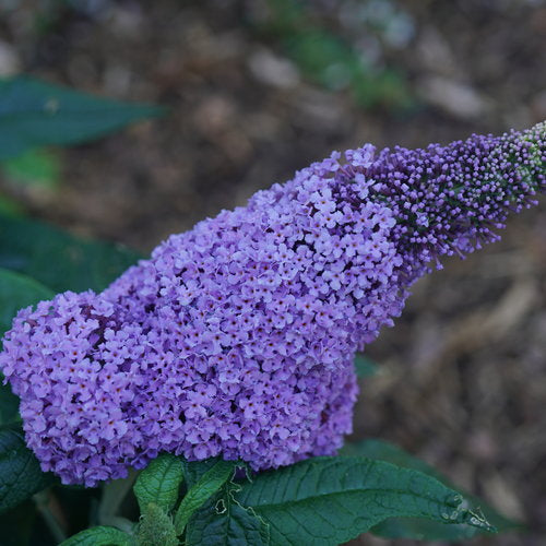 Proven Winners Pugster® Amethyst Butterfly Bush Quart