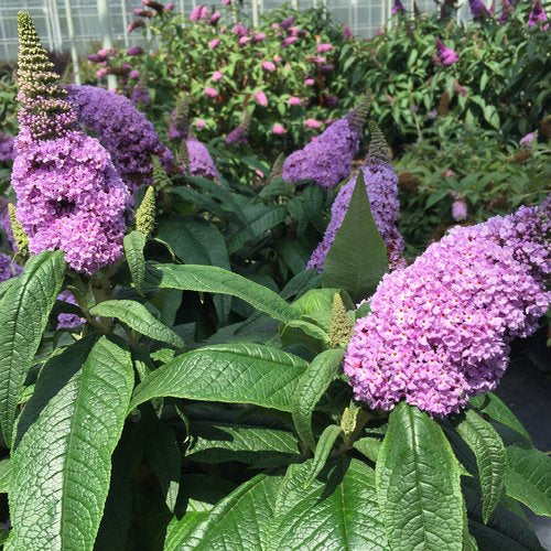 Proven Winners Pugster® Amethyst Butterfly Bush Quart