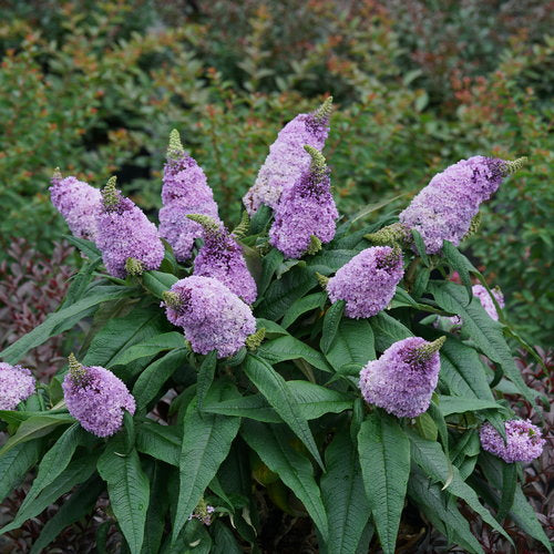 Proven Winners Pugster® Amethyst Butterfly Bush Quart