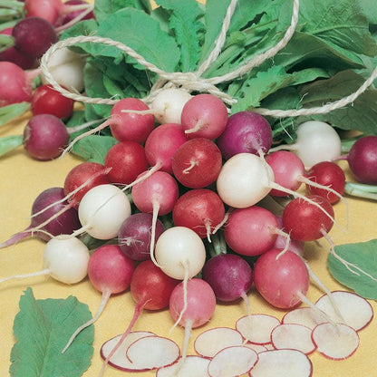 Easter Egg Mix Radish Seeds (Organic)