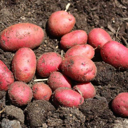 Organic Red Pontiac Seed Potato (lb)
