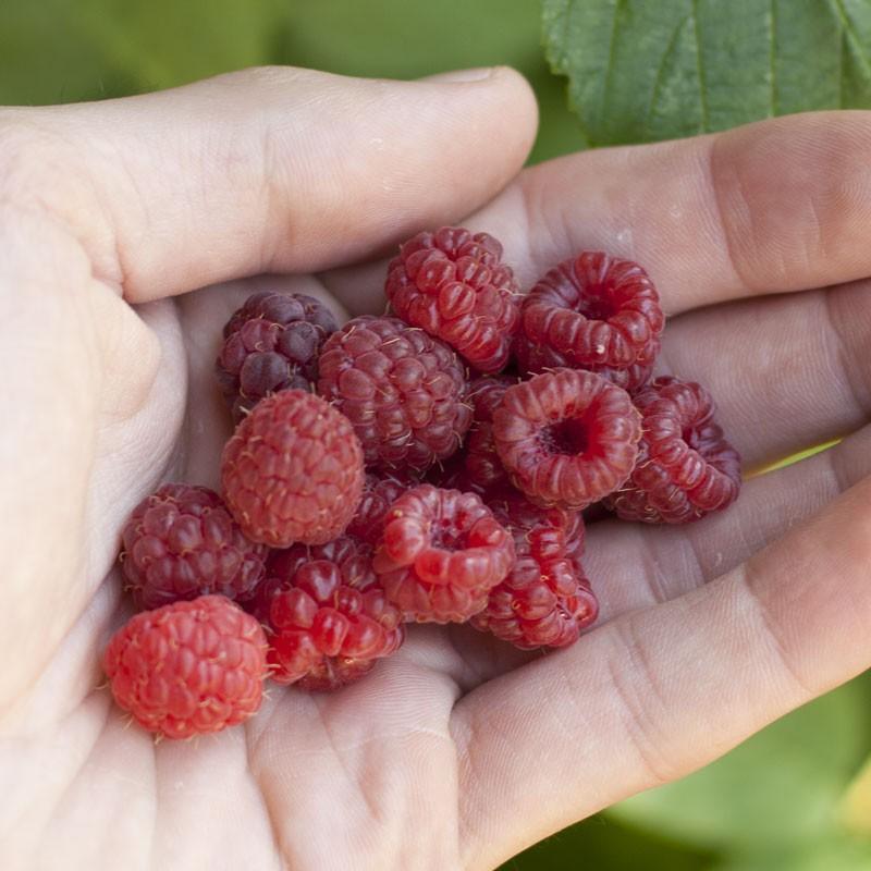 Red Raspberry - Canby (Thornless) – Set Apart Farm & Gardens