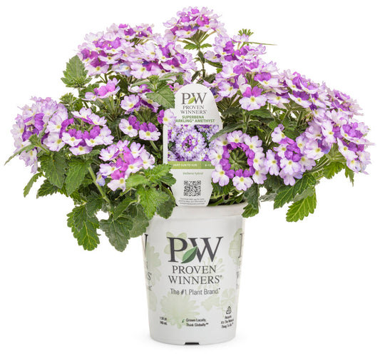 Proven Winners Superbena® Sparkling Amethyst