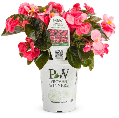 Proven Winners Surefire® Rose Begonia