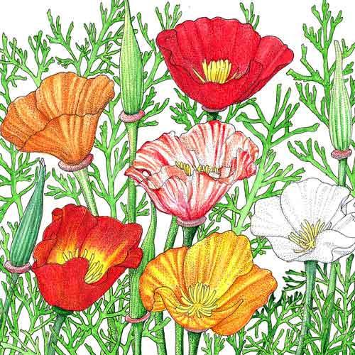 Mission Bells California Poppy Flower Seeds