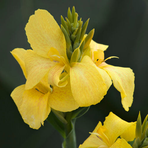 Proven Winners Toucan® Yellow Canna Lily