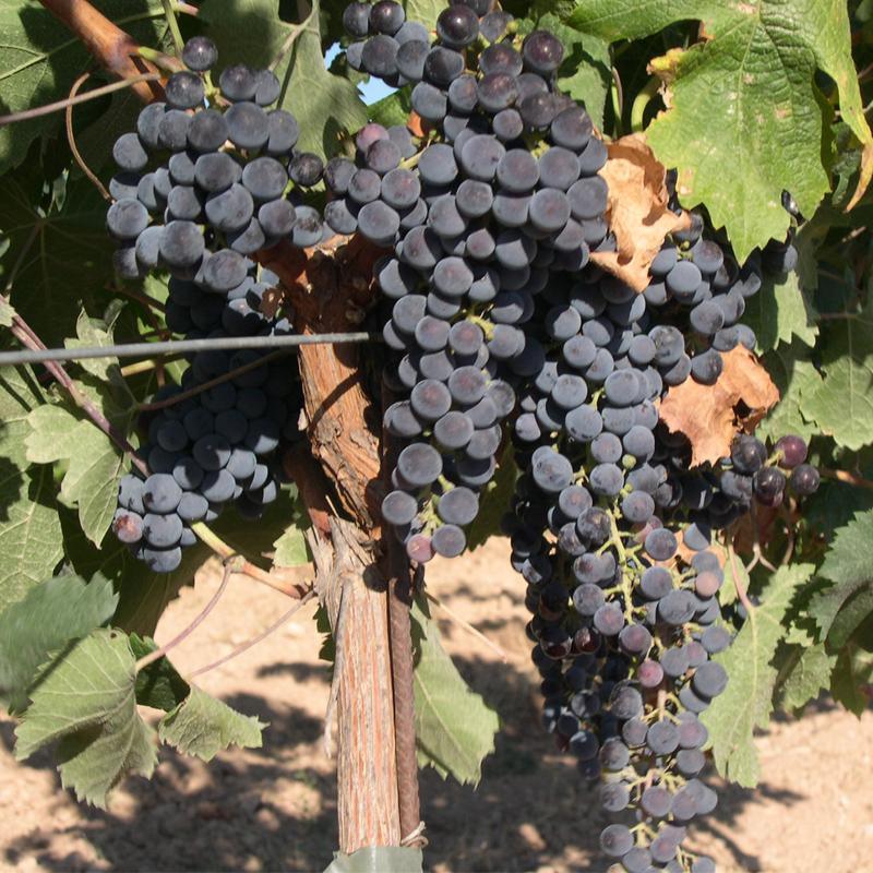 Merlot Wine Grape Vine