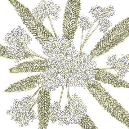 Yarrow, White (1/4 lb)