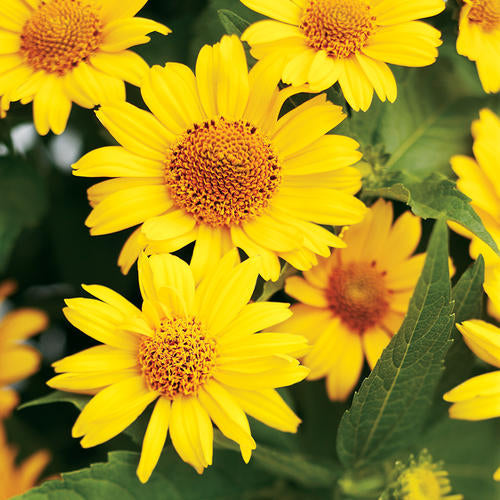 Proven Winners 'Tuscan Sun' (Perennial Sunflower) Heliopsis Quart