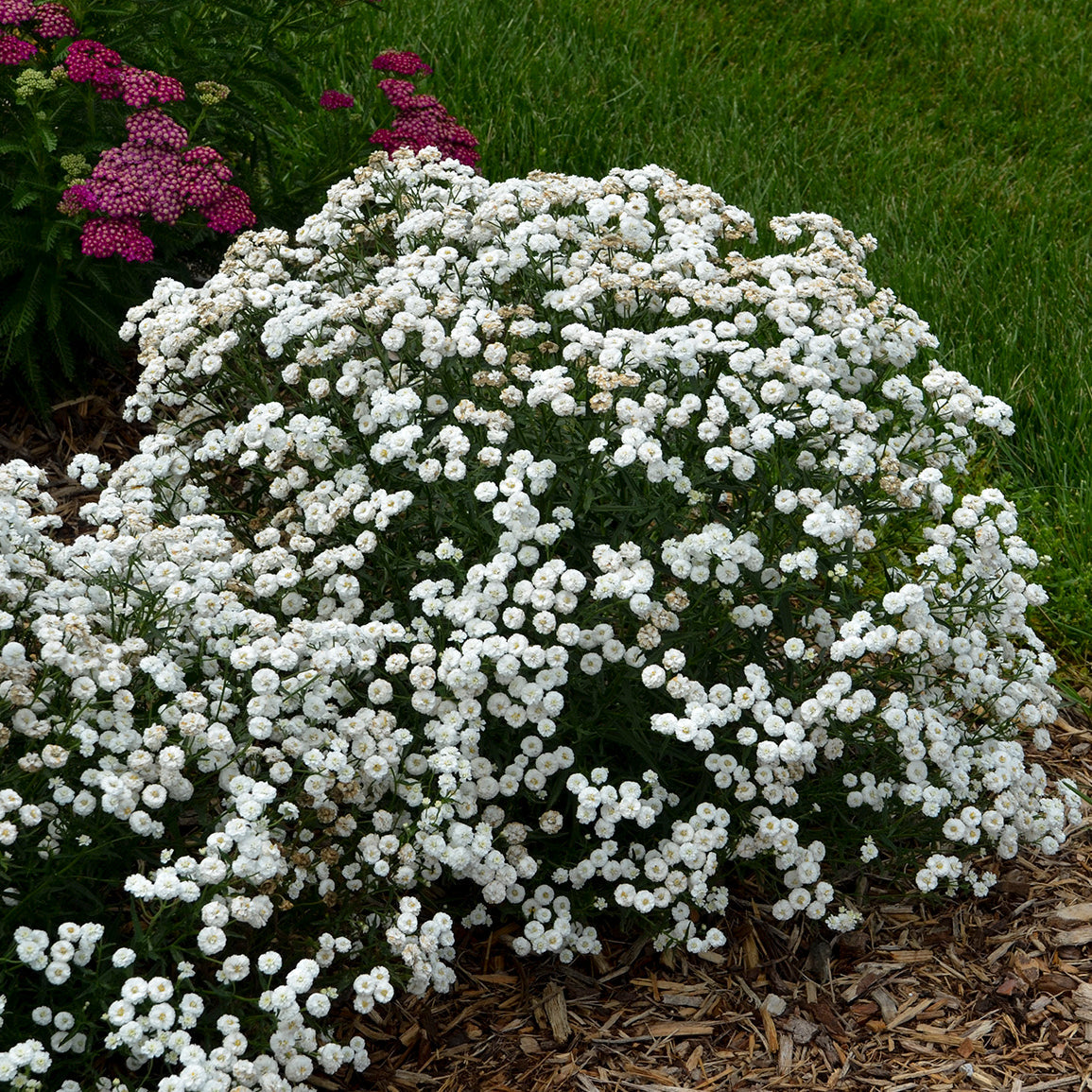 Walter's Gardens Achillea Ptarmica 'Peter Cottontail' Yarrow Quart *(NOT PROVEN WINNERS)