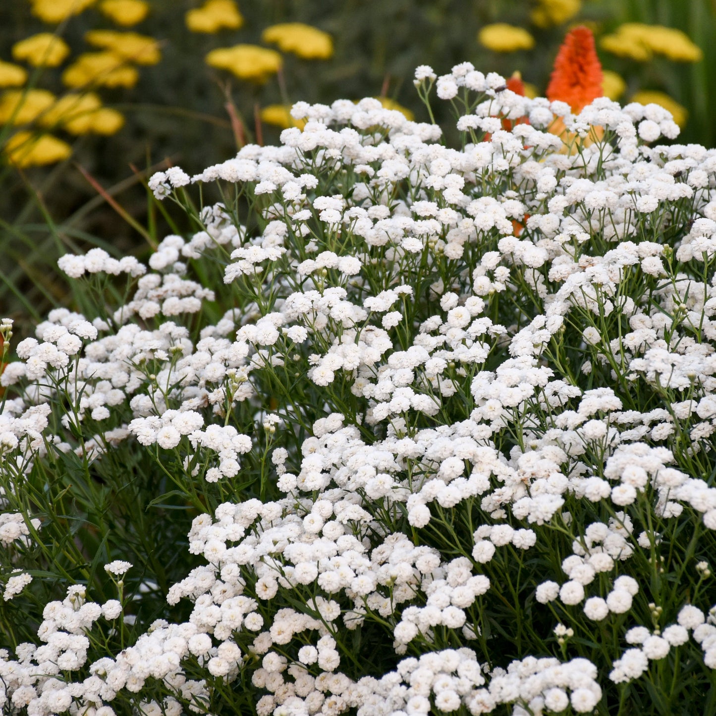 Walter's Gardens Achillea Ptarmica 'Peter Cottontail' Yarrow Quart *(NOT PROVEN WINNERS)