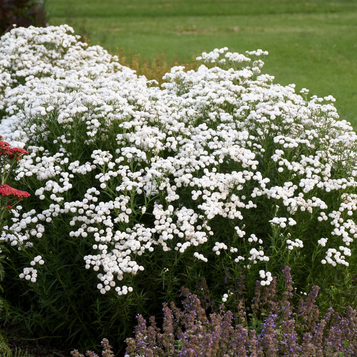 Walter's Gardens Achillea Ptarmica 'Peter Cottontail' Yarrow Quart *(NOT PROVEN WINNERS)