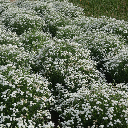 Walter's Gardens Achillea Ptarmica 'Peter Cottontail' Yarrow Quart *(NOT PROVEN WINNERS)