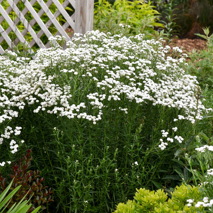 Walter's Gardens Achillea Ptarmica 'Peter Cottontail' Yarrow Quart *(NOT PROVEN WINNERS)