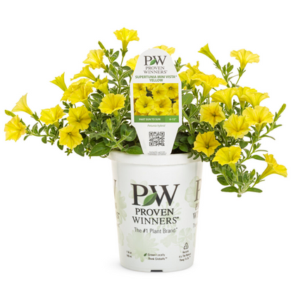 Proven Winners Supertunia Mini Vista® Yellow