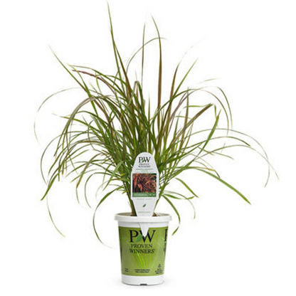 Proven Winners Graceful Grasses® Vertigo®